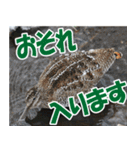 サロベツ原野のどうぶつ・野鳥（個別スタンプ：25）