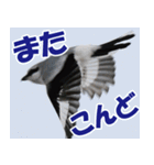 サロベツ原野のどうぶつ・野鳥（個別スタンプ：26）