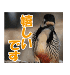 サロベツ原野のどうぶつ・野鳥（個別スタンプ：27）