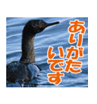 サロベツ原野のどうぶつ・野鳥（個別スタンプ：28）