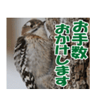 サロベツ原野のどうぶつ・野鳥（個別スタンプ：29）