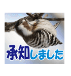 サロベツ原野のどうぶつ・野鳥（個別スタンプ：30）
