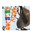 サロベツ原野のどうぶつ・野鳥（個別スタンプ：31）
