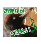 サロベツ原野のどうぶつ・野鳥（個別スタンプ：32）