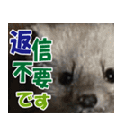 サロベツ原野のどうぶつ・野鳥（個別スタンプ：33）