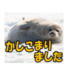 サロベツ原野のどうぶつ・野鳥（個別スタンプ：34）
