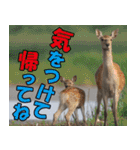 サロベツ原野のどうぶつ・野鳥（個別スタンプ：35）