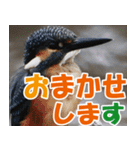 サロベツ原野のどうぶつ・野鳥（個別スタンプ：36）