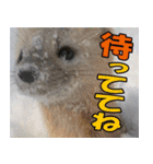 サロベツ原野のどうぶつ・野鳥（個別スタンプ：37）