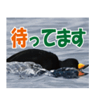 サロベツ原野のどうぶつ・野鳥（個別スタンプ：38）