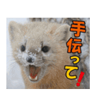 サロベツ原野のどうぶつ・野鳥（個別スタンプ：39）