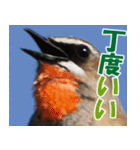 サロベツ原野のどうぶつ・野鳥（個別スタンプ：40）