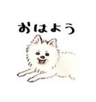ふわふわ ポメラニアン（個別スタンプ：9）