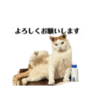 ちくわの日常スタンプ ver.2（個別スタンプ：15）