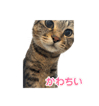ちくわの日常スタンプ ver.2（個別スタンプ：21）