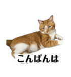 ちくわの日常スタンプ ver.2（個別スタンプ：22）