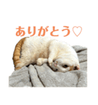 ちくわの日常スタンプ ver.2（個別スタンプ：31）