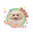トイプーmoco！！！！！！（個別スタンプ：1）