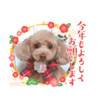 トイプーmoco！！！！！！（個別スタンプ：2）