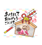 トイプーmoco！！！！！！（個別スタンプ：3）