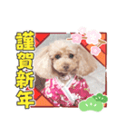 トイプーmoco！！！！！！（個別スタンプ：4）