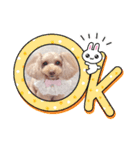 トイプーmoco！！！！！！（個別スタンプ：5）