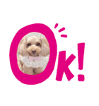 トイプーmoco！！！！！！（個別スタンプ：6）