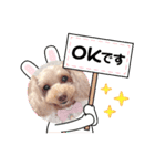 トイプーmoco！！！！！！（個別スタンプ：8）