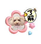 トイプーmoco！！！！！！（個別スタンプ：9）