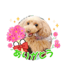 トイプーmoco！！！！！！（個別スタンプ：11）
