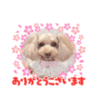 トイプーmoco！！！！！！（個別スタンプ：12）