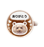 トイプーmoco！！！！！！（個別スタンプ：13）