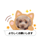 トイプーmoco！！！！！！（個別スタンプ：14）
