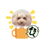 トイプーmoco！！！！！！（個別スタンプ：15）