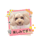 トイプーmoco！！！！！！（個別スタンプ：16）