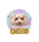 トイプーmoco！！！！！！（個別スタンプ：18）
