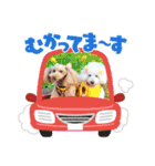 トイプーmoco！！！！！！（個別スタンプ：23）