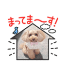 トイプーmoco！！！！！！（個別スタンプ：24）