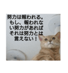励ますにゃんこ（個別スタンプ：5）