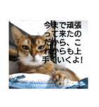 励ますにゃんこ（個別スタンプ：14）