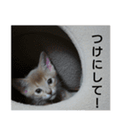 励ますにゃんこ（個別スタンプ：23）