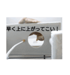 励ますにゃんこ（個別スタンプ：24）