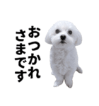 1年中使える白い犬2（個別スタンプ：1）