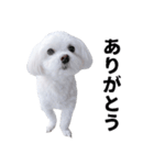 1年中使える白い犬2（個別スタンプ：3）