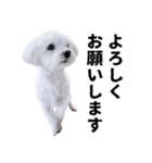 1年中使える白い犬2（個別スタンプ：4）