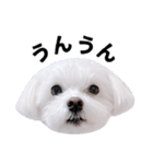 1年中使える白い犬2（個別スタンプ：5）