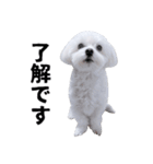 1年中使える白い犬2（個別スタンプ：7）