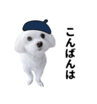 1年中使える白い犬2（個別スタンプ：11）