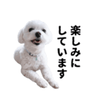 1年中使える白い犬2（個別スタンプ：16）