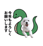 1年中使える白い犬2（個別スタンプ：32）